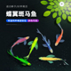 蝶翼斑马鱼长尾长鳍大帆翡翠绿观赏鱼龙凤冷水小型淡水好养小活鱼