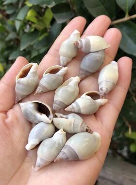 天然贝壳海螺青肚织纹螺标本螺迷你寄居蟹替换壳鱼缸水族造景装饰