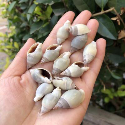 天然贝壳海螺青肚织纹螺标本螺迷你寄居蟹替换壳鱼缸水族造景装饰