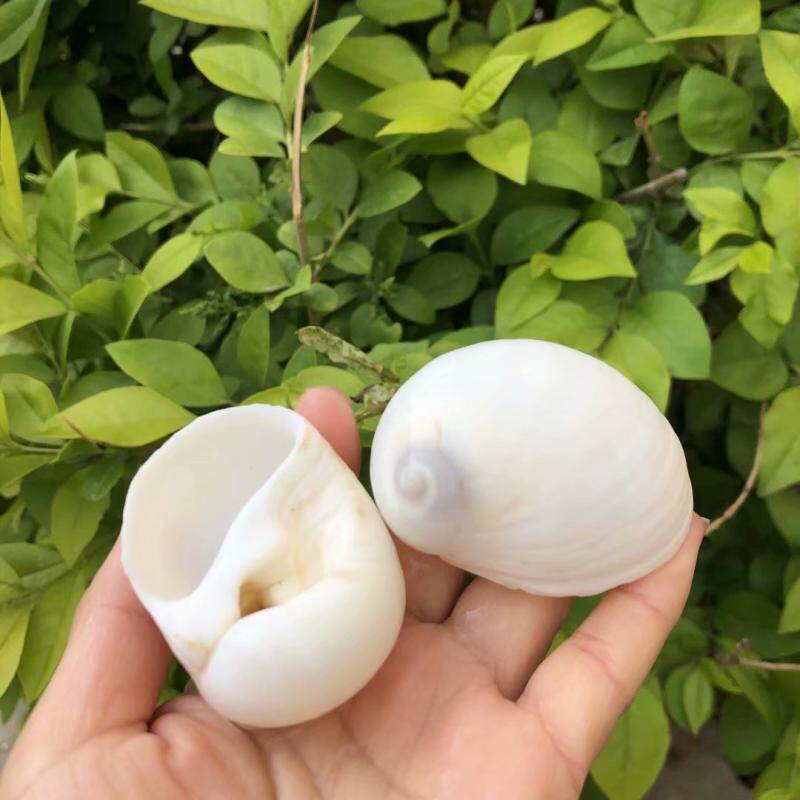天然白色贝壳海螺蜗牛螺猫眼螺家居饰品水族鱼缸造景寄居蟹壳窝