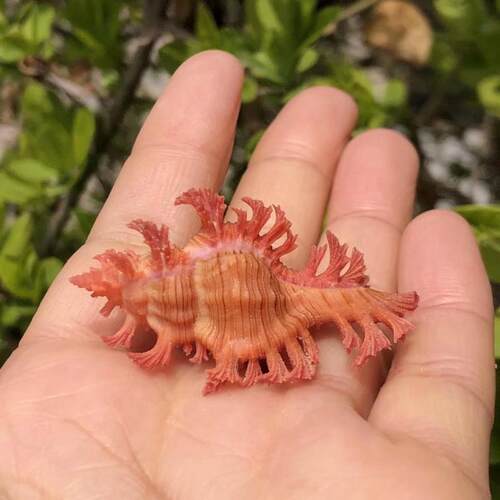 高贵贝壳海螺海妖饰品厂家批发
