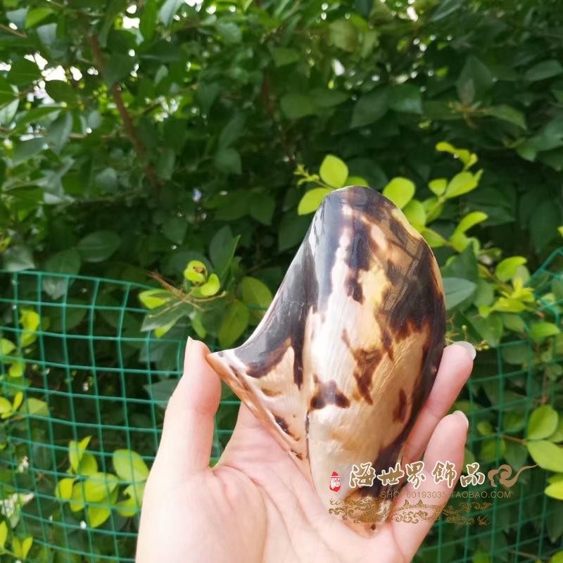 企鹅贝天然贝壳海螺创意家居摆件首饰收纳香皂盒鼠尾草盆栽鱼缸大