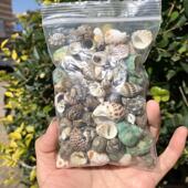 饰品调节水质硬度专用壳 豆丁寄居蟹替换壳天然海螺贝壳鱼缸装 包邮