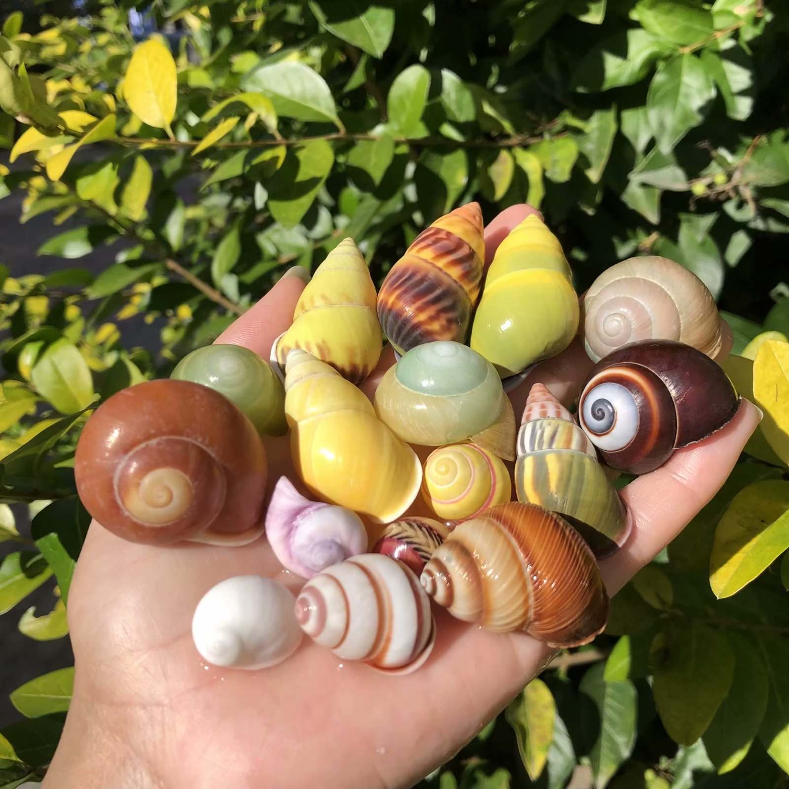 海螺贝壳天然黄色蜗牛壳