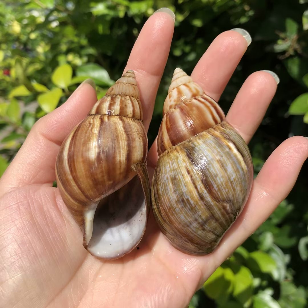 天然海螺贝壳蜗牛壳寄居蟹替换壳
