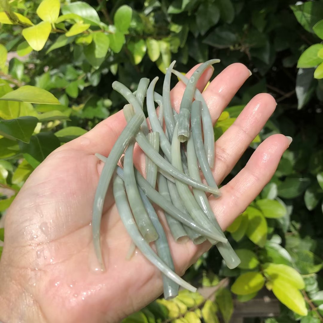 天然海螺贝壳角贝绿色海螺