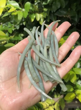 角贝天然海螺贝壳标本螺绿色管螺鱼缸水族造景家居装饰品收藏摆件