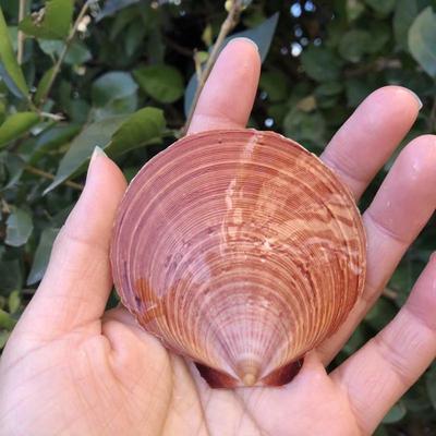 白色贝壳贝壳海螺厂家批发