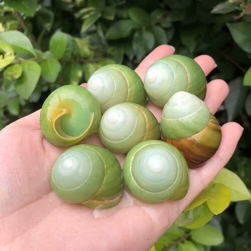 天然海螺贝壳绿苹果蜗牛壳