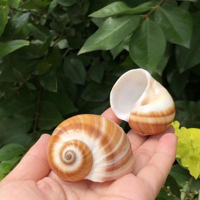 鸟蛋蜗牛金丝玉水族造景海螺贝壳