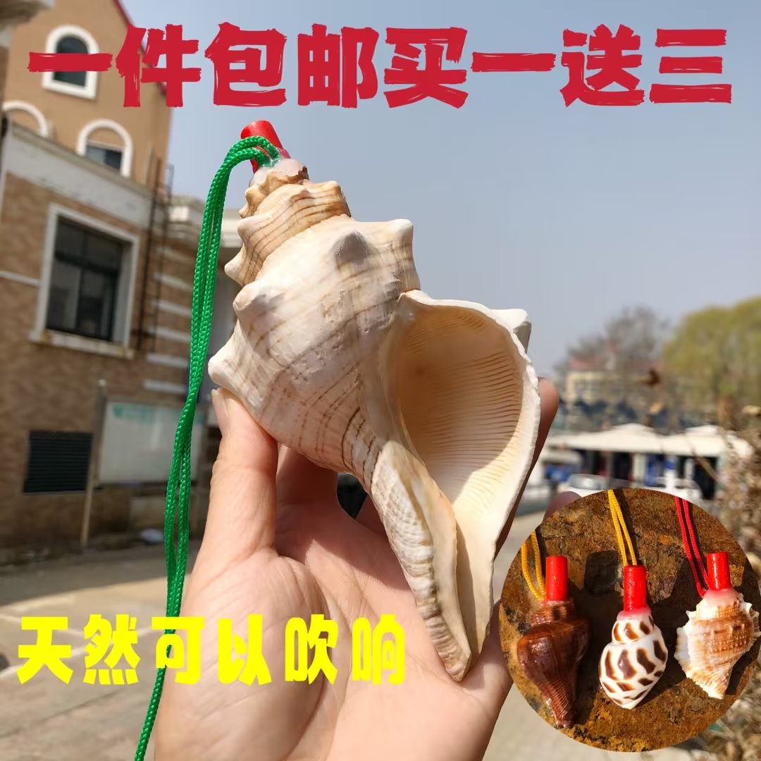 天然大海螺贝壳口哨号角可吹儿童玩具生日礼物超大贝壳哨子小螺号