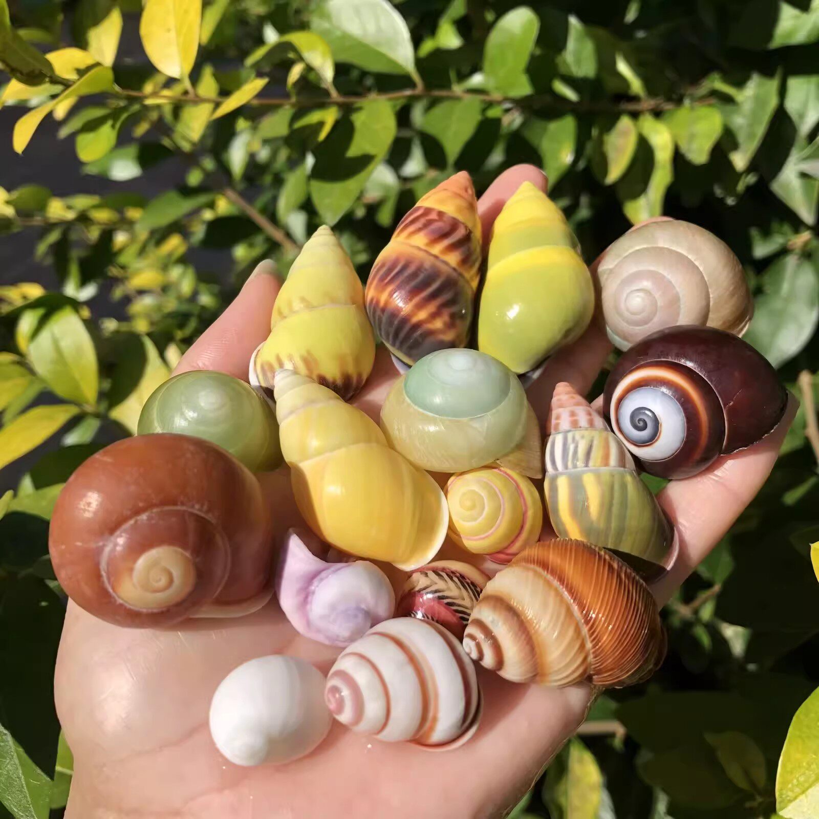 包邮天然贝壳海螺寄居蟹替换壳房子蜗牛壳迷你小号大号专用壳装饰