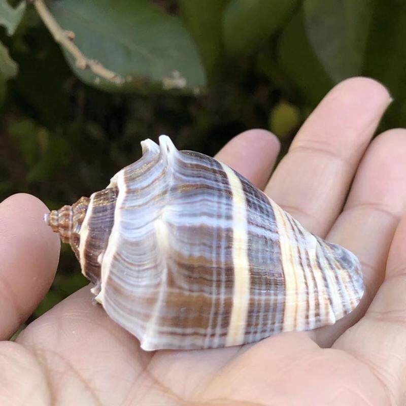 天然贝壳海螺香螺壳黑色标本螺寄居蟹替换壳鱼缸水族造景家居摆件