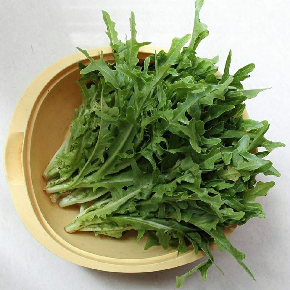 苦荬菜种子野生苦麻菜苦麦菜曲麻菜种籽春秋冬四季耐热寒蔬菜种孑
