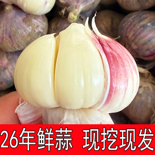 2026现挖新鲜三丫蒜大蒜头鲜蒜云南特产紫皮湿蒜腊八蒜嫩蒜多瓣蒜