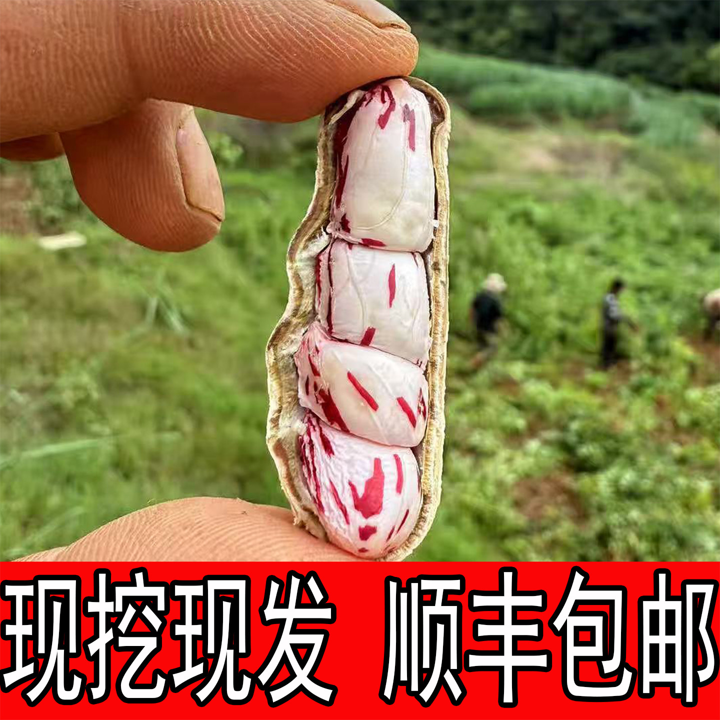2026现挖新鲜云南七彩花生湿花生