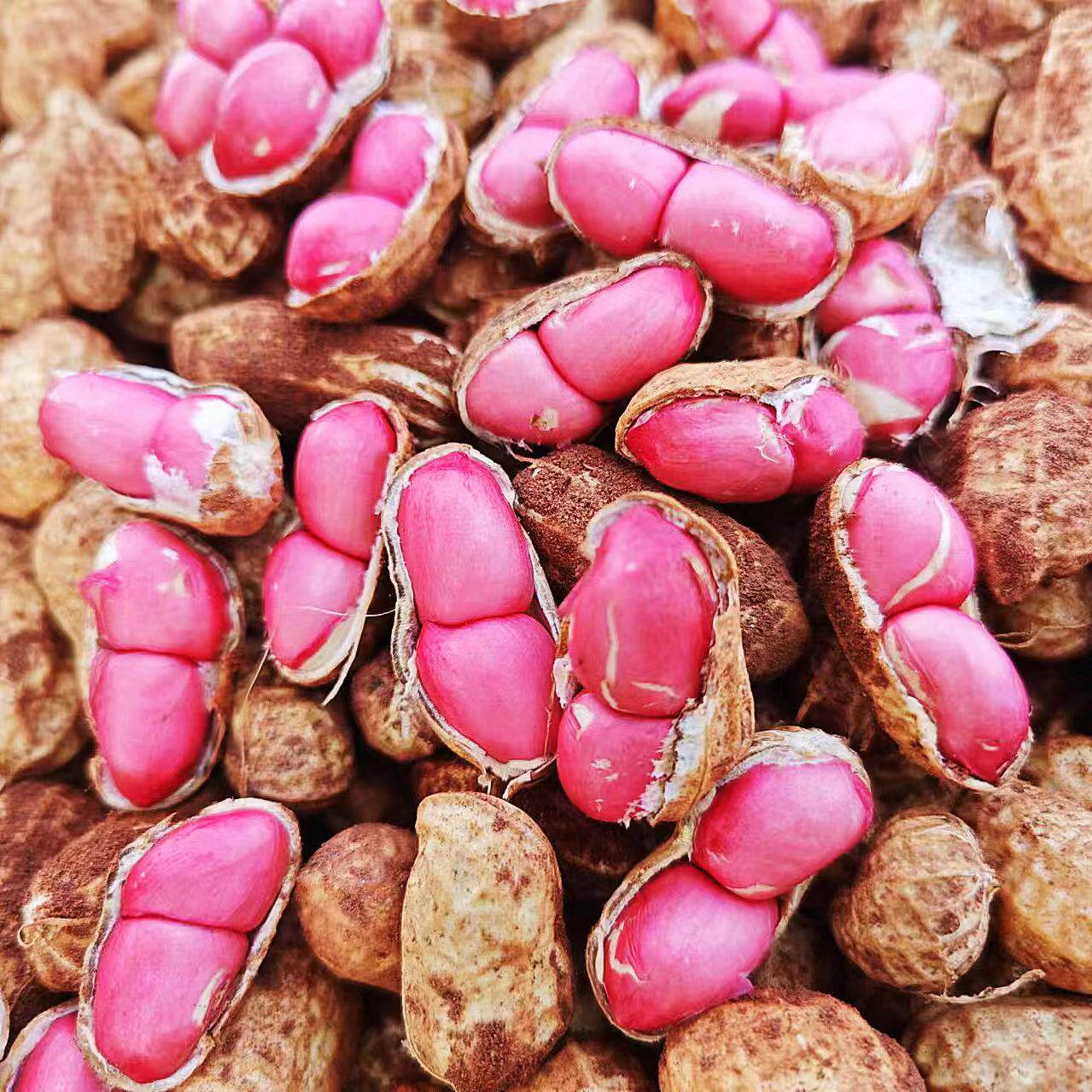 2024新鲜湿花生现挖带泥鲜花生四粒红带壳小花生米七彩水煮生花生