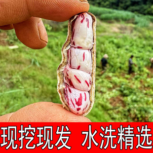 云南新鲜七彩花生2026现挖新鲜湿花生水果牛奶甜嫩花生富硒黑花生