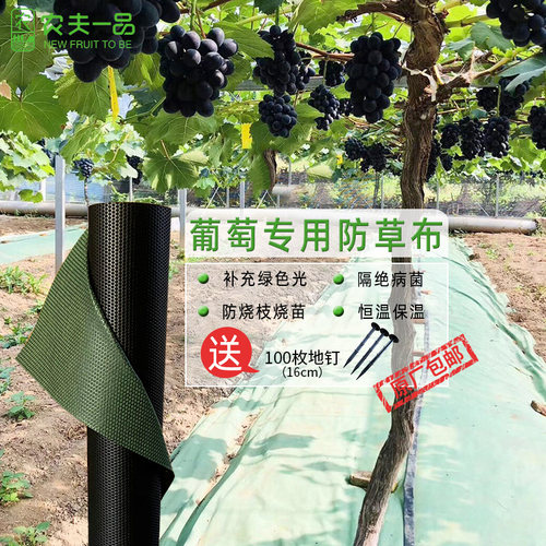 葡萄果园防草地膜生态盖草除草布