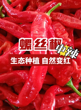 新鲜红色辣椒螺丝椒香辣龙椒现摘现发辣酱原料农家肥种植大红海椒