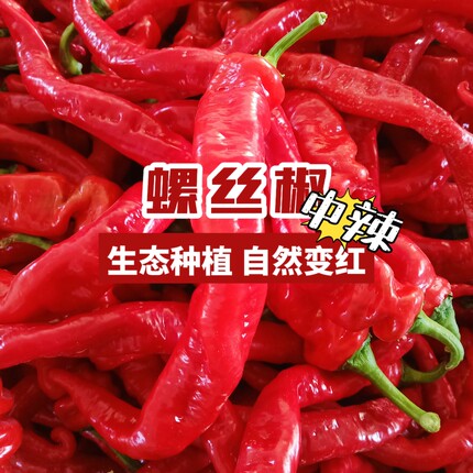 新鲜红色辣椒螺丝椒香辣龙椒现摘现发辣酱原料农家肥种植大红海椒