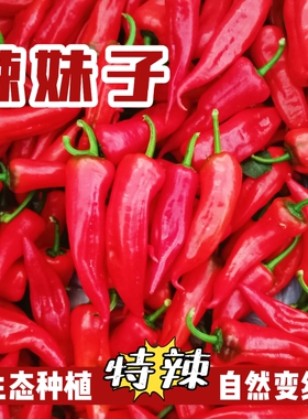 正宗特辣辣妹子红色辣椒笨尖椒香辣新鲜现摘现发农家种植海椒鲜香