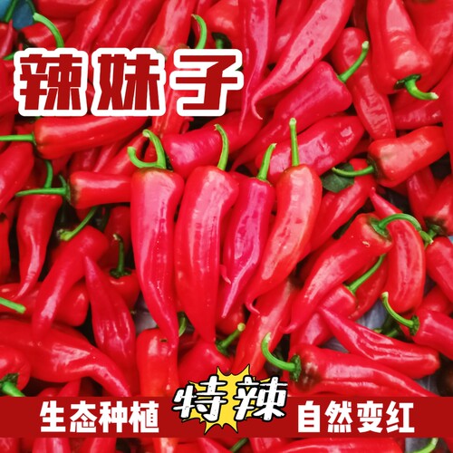 正宗特辣辣妹子红色辣椒笨尖椒