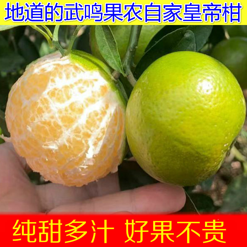 正宗广西武鸣新鲜水果橘子