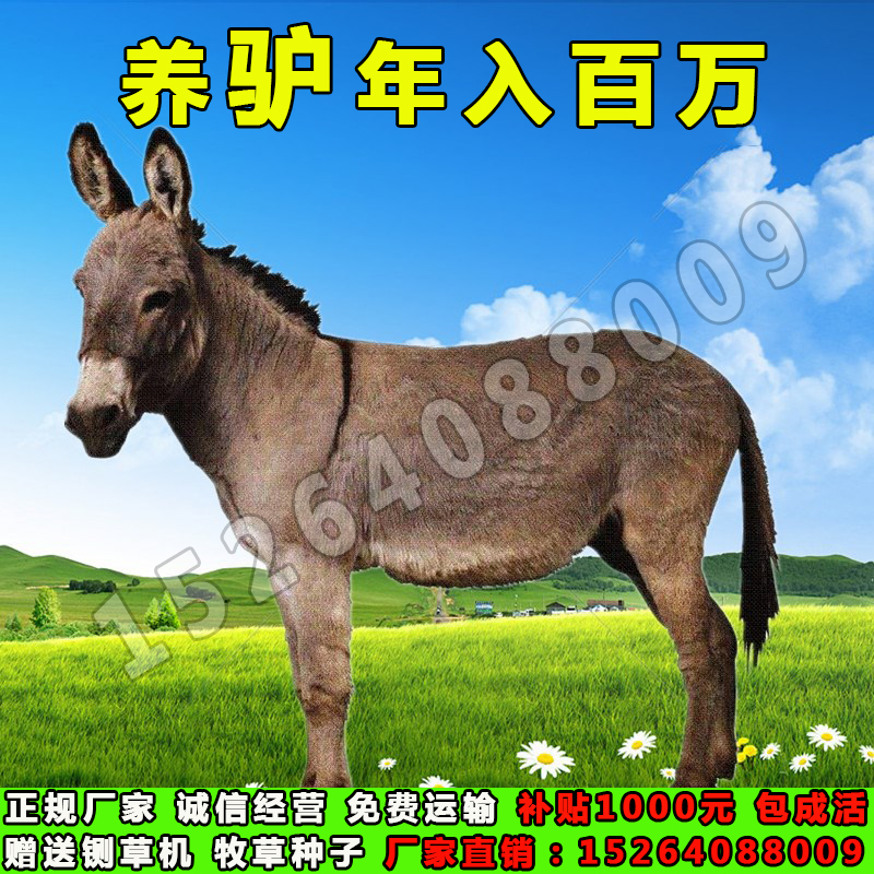 活驴出售肉驴活体小毛驴驹改良德州驴活苗三粉驴乌头