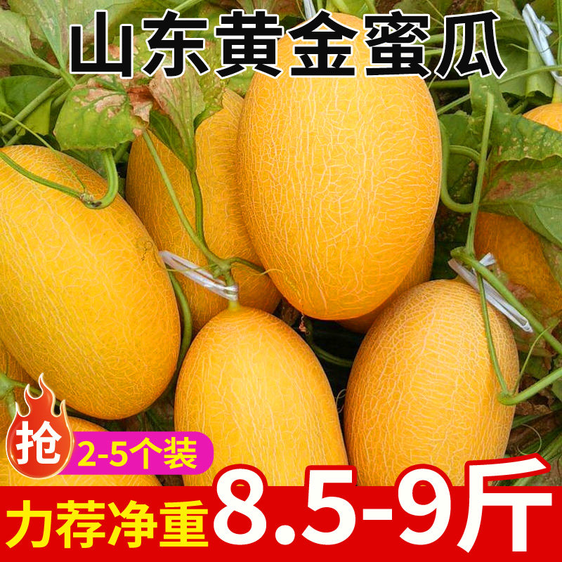山东黄金蜜瓜哈密瓜新鲜水果