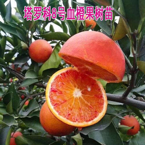 塔罗科血橙苗8号晚红血橙红心红肉橙子树晚熟脐橙嫁接柑橘果树苖