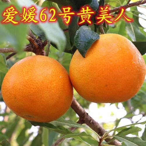 爱媛62号黄美人桔子柑橘苗黄美人橘子南北方果树苗四川嫁接柑橘苗