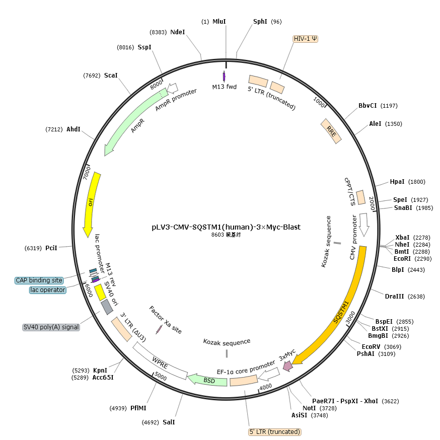 pLV3-CMV-SQSTM1(human)-3×Myc-Blast