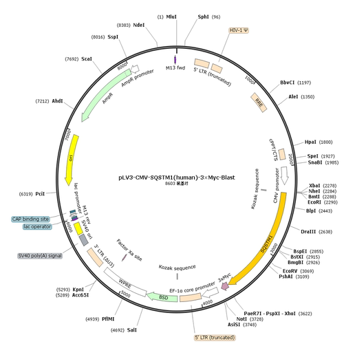 pLV3-CMV-SQSTM1(human)-3×Myc-Blast