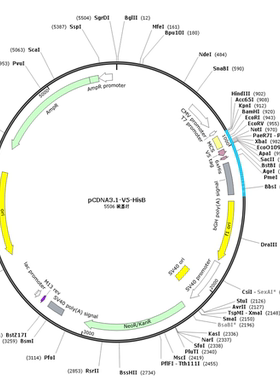 pCDNA3.1-V5-HisB