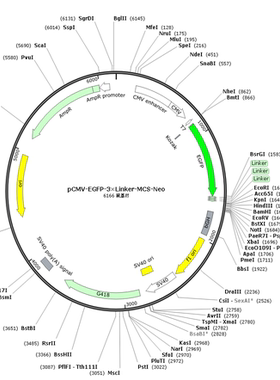 pCMV-EGFP-3×Linker-MCS-Neo