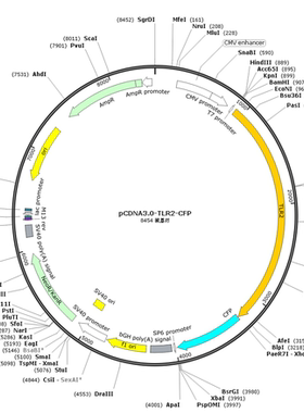 pCDNA3.0-TLR2-CFP