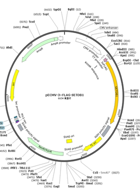 pECMV-3×FLAG-SETDB1