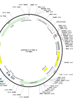 pCDNA3.1-3×Myc-N