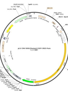 pLV-CMV-DDB1(human)-EGFP-IRES-Puro