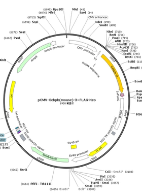 pCMV-Cebpb(mouse)-3×FLAG-Neo