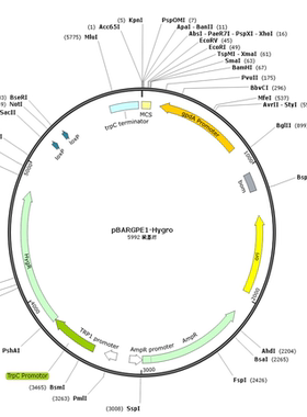 pBARGPE1-Hygro