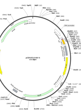 pCDNA3.0-HA-N