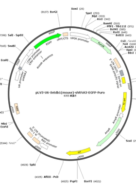 pLV3-U6-Setdb1(mouse)-shRNA3-EGFP-Puro