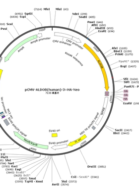 pCMV-ALDOB(human)-3×HA-Neo