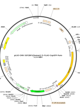 pLV3-CMV-IGF2BP1(human)-3×FLAG-CopGFP-Puro