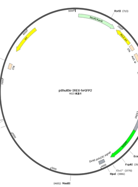 pShuttle-IRES-hrGFP2