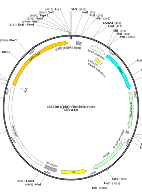 pSETDB1(pig)-Fluc-hRluc-Neo