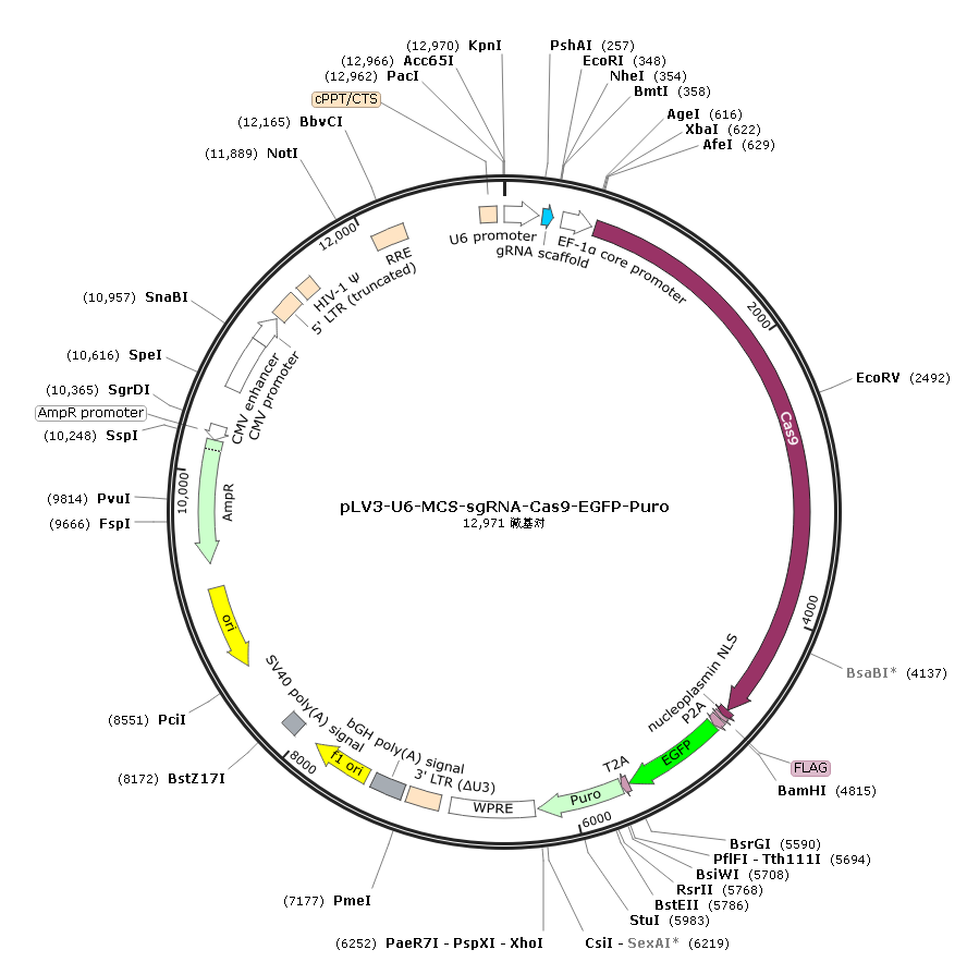 pLV3-U6-MCS-sgRNA-Cas9-EGFP-Puro
