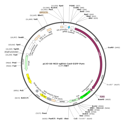pLV3-U6-MCS-sgRNA-Cas9-EGFP-Puro